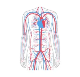 DiaFlex Forte Blood Sugar Support